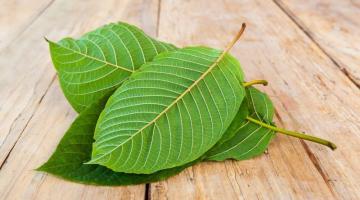 Amazing Kratom: 4 Key Benefits of Kratom Leaves